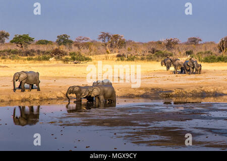 Les éléphants se rassemblent autour d'une réduction de la taille du trou d'eau au cours d'une sécheresse dans le parc national de Hwange, Zimbabwe, le 9 septembre 2016. Banque D'Images