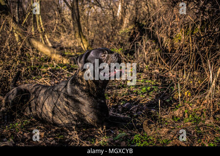 Grand chien noir cane corso mastiff (italien) en position couchée et de repos dans la nature Banque D'Images