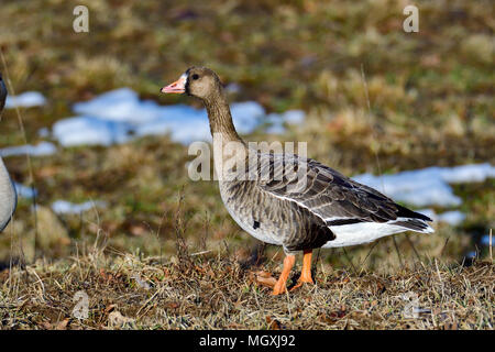 Taiga bean goose Banque D'Images