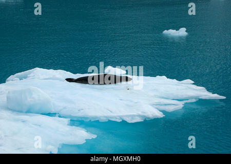 Fjord Drygalski Îles Géorgie du Sud, leopard seal se reposant sur la glace flottante Banque D'Images