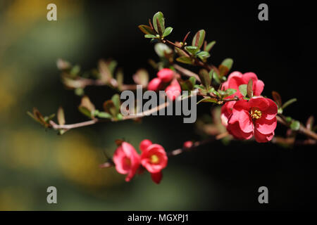 Direction générale de coing japonais en fleurs. Selective focus Banque D'Images