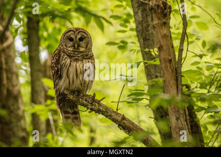 La Chouette rayée (Strix varia) à partir de la Caroline du Nord, USA. Cette espèce se rencontre dans les forêts de feuillus matures et est un prédateur nocturne. Banque D'Images