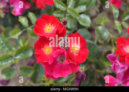 Tapis de Fleurs rose en velours rouge Banque D'Images
