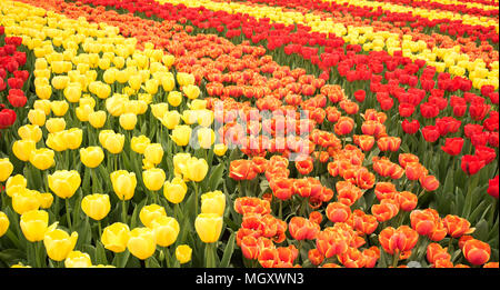 Cadre plein rempli de tulipes dans diverses couleurs au jardin de fleurs de Keukenhof, pays-Bas Banque D'Images