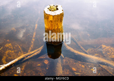 Les racines des arbres morts sous l'eau,Nuuksio National Park,Finlande Espoo,europe, Banque D'Images