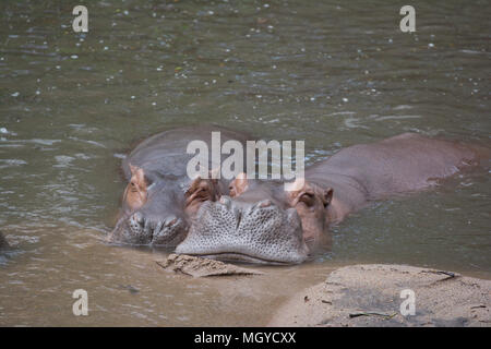 Deux hippotamus sur la piscine Banque D'Images