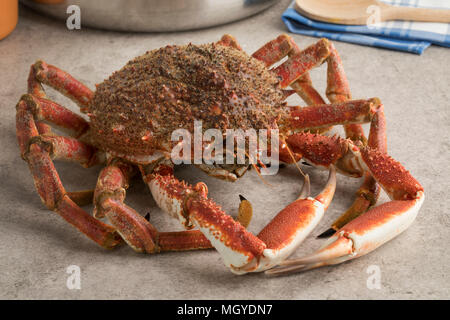 Araignée de mer crus frais dans la cuisine Banque D'Images