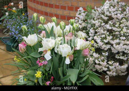 Ces pots de tulipes apportent une touche de couleur à un jardin anglais froid et humide en avril ; une palette de blanc pâle, est si heureusement printemps-comme. Banque D'Images