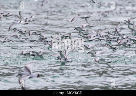 Pachyptila desolata prion antarctique rassemblement de masse de nombreux oiseaux se nourrissent de copépodes dans bay, Elsehul, Géorgie du Sud Banque D'Images