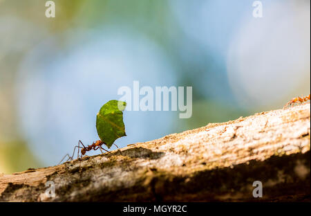 Les fourmis transportent sur les feuilles Banque D'Images