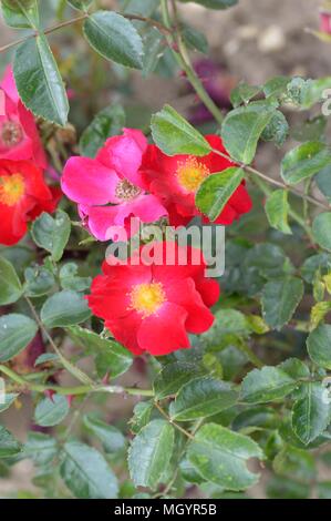 Tapis de Fleurs rose en velours rouge Banque D'Images