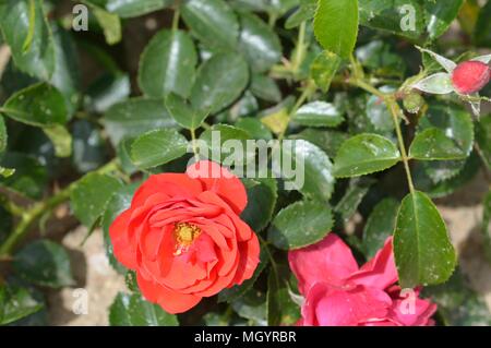 Tapis de Fleurs rose cramoisi Banque D'Images