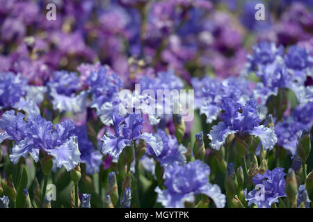 Fleurs d'iris sur un lit de fleur Banque D'Images