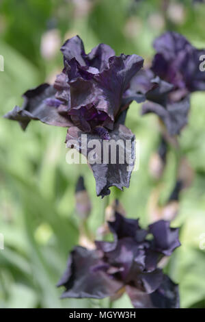 Fleur d'iris closeup Banque D'Images