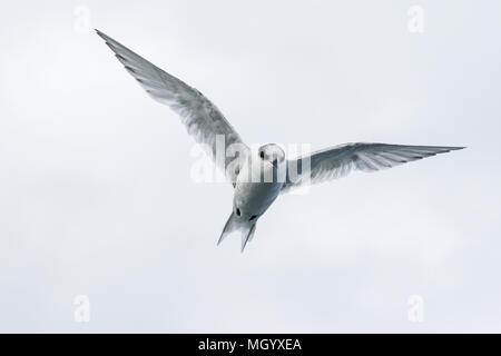 Antarctic Dougall Sterna vittata juvenile en vol au-dessus de reproduction, la Géorgie du Sud Banque D'Images