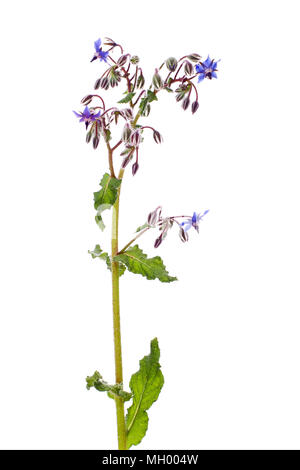 Herb. Borago officinalis. Isolé sur blanc. Banque D'Images