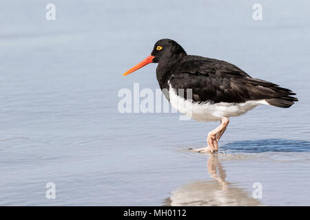 Magellanic oystercatcher Haematopus leucopodusadult la marche sur le sable humide, Saunders Island, Îles Falkland Banque D'Images