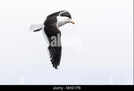 Kelp gull goéland dominicain Larus dominicanus ou des profils en survolant la terre, l'île de la déception, de l'Antarctique Banque D'Images