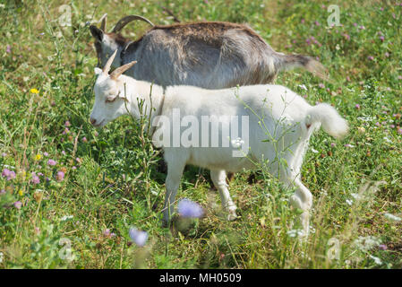 Deux chèvres, brun foncé et blanc, le pâturage sur la journée d'été à green meadow Banque D'Images