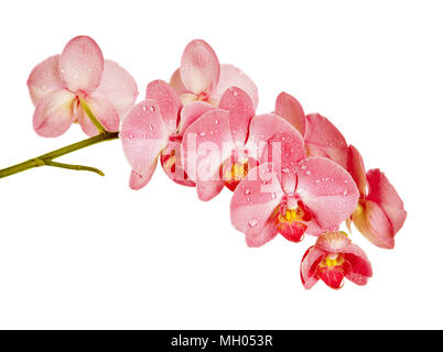 Direction générale de l'essor des fleurs orchidée rouge isolé sur fond blanc Banque D'Images