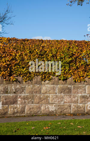 ‎Fagus couverture hêtre sylvatica afficher ses couleurs au début de l'automne comme un croissant à un boundry English country garden au-dessus d'un mur Banque D'Images