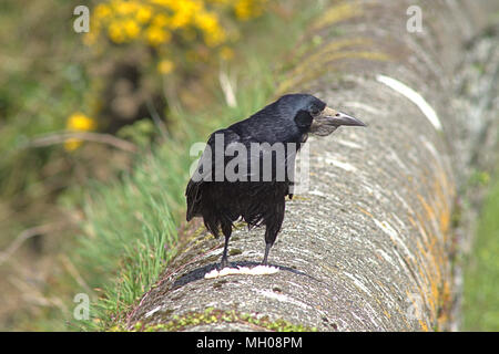 Corvus frugilegus, tour commun, dans son plumage adulte complet perché sur un mur de pierre en regardant le bord de l'eau pour l'alimentation. Banque D'Images