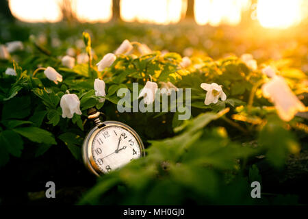 Montre de poche en or dans une forêt avec des fleurs anémone couvrant le sol sur une première journée de printemps dans le lever du soleil Banque D'Images