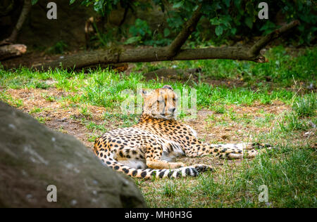 Le guépard se détendre au soleil sur l'herbe verte en été Banque D'Images