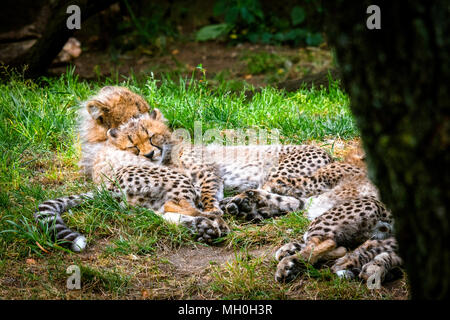 Les jeunes chatons guépard jouant dans l'herbe dans le soleil de l'été Banque D'Images