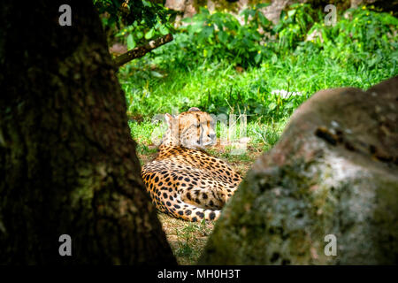 Rexlaing guépard sur l'herbe verte derrière quelques arbres dans le soleil Banque D'Images