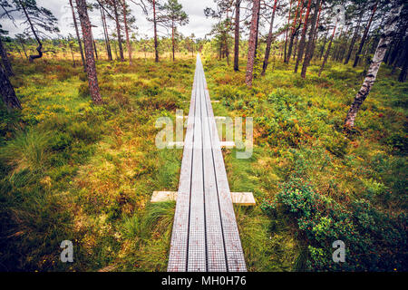 Sentier de bois dans un marécage avec de grands arbres et de mousse verte Banque D'Images