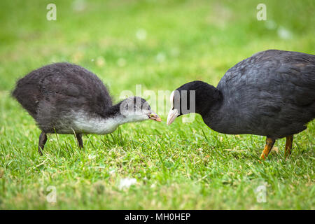 Foulque macroule nourrir une poule sur l'herbe verte au printemps Banque D'Images