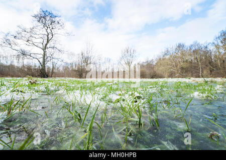 L'herbe verte congelé dans une flaque d'eau dans l'hiver sur un pré Banque D'Images