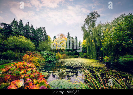 Étang de jardin avec diverses plantes dans de belles couleurs à l'automne Banque D'Images