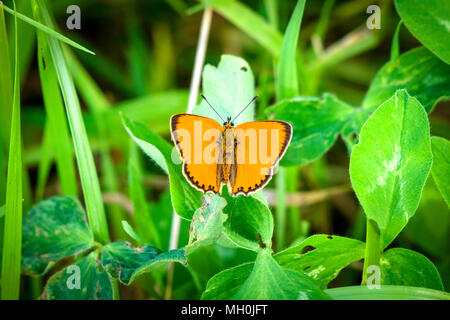 Belle rare papillon orange Cuivre (Lycaena virgaureae) sur une feuille verte dans la nature suédoise à l'été Banque D'Images