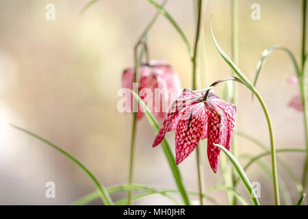 Serpents head fritillary fleurs au printemps avec red flowerheads sur tiges vertes Banque D'Images