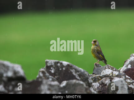 Chloris chloris Greenfinch [ ] sur mur en pierre sèche Banque D'Images