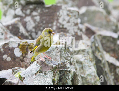 Chloris chloris Greenfinch [ ] sur mur en pierre sèche Banque D'Images