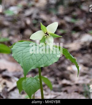 Fleurs jaune pâle inhabituelle sur un trille rouge printemps des plantes émergentes dans un forêt. Banque D'Images