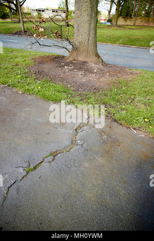 Aire de fissuration due à la diffusion de sentier des racines des arbres croissant Liverpool Merseyside England uk Banque D'Images