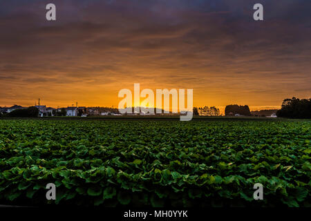 Beau lever de soleil sur un champ du nord du Japon Banque D'Images