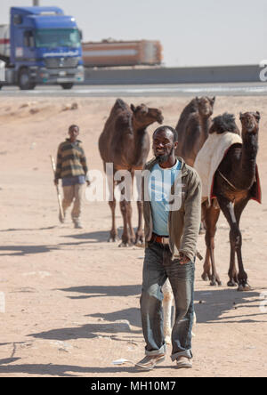 Homme avec des chameaux dans le marché, Riyadh Province, Riyadh, Arabie Saoudite Banque D'Images