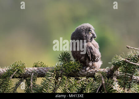 Jeunesse Portrait owl gris. Chouette lapone ou la chouette lapone (Strix nebulosa) est un très grand hibou, décrite comme la plus grande espèce de par le Banque D'Images