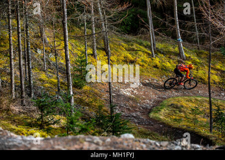 Un homme monte un vtt sur un sentier près de la ville de Innerleithen, Tweeddale, dans la région des Scottish Borders Banque D'Images