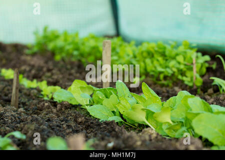 Nouvelle salade fraîche de semis dans les émissions de Banque D'Images