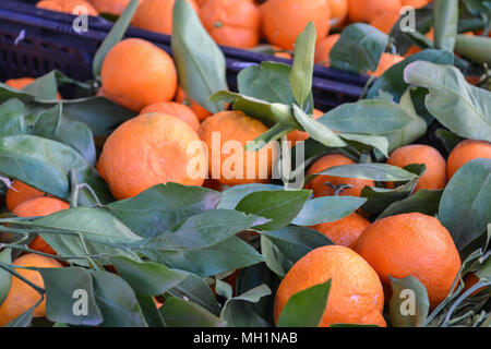 Le marché fermier de week-end à San Diego en Californie, où vous pourrez déguster des oranges, citrons, et un choix de fournisseurs et Banque D'Images