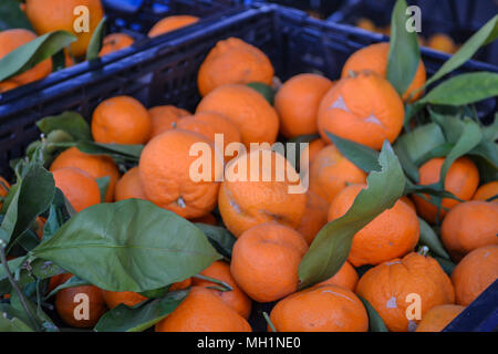 Le marché fermier de week-end à San Diego en Californie, où vous pourrez déguster des oranges, citrons, et un choix de fournisseurs et Banque D'Images