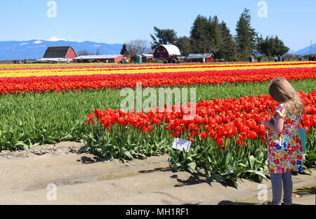 Jeune fille debout à côté de la lignes de tulipes avec un crayon et un bloc à la main. La fille est à Tulip Ville, dans la vallée de la Skagit Tulip Festival à Mo Banque D'Images