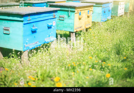 Les ruches en bois aux teintes d'abeilles dans un rucher sur une journée ensoleillée d'été dans un pré. Banque D'Images