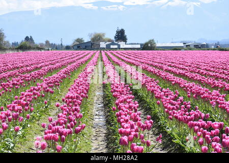 Champs de tulipes en fleur. Banque D'Images